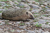 European hedgehog (Erinaceus europaeus) on pebbles, France