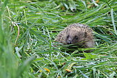 European hedgehog (Erinaceus europaeus) in grass, France