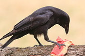Carrion Crow (Corvus corone) eating on a branch, France