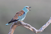 roller (Coracias garrulus) perched on a branch and calling, Spain