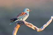 roller (Coracias garrulus) perched on a branch, Spain