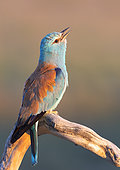 roller (Coracias garrulus) perched on a branch and calling, Spain