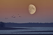 Flight of Cranes (Grus grus), moon, Lake Der, Haute Marne, Montier en Der, Haute-Marne, France