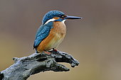 Common Kingfisher (Alcedo atthis) young on the lookout on a branch, Natural Area of Allan, Brognard, France