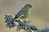 Greenfinch (Carduelis chloris) on a branch, France