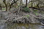 European Beaver hut (Castor fiber) natural area of the Allan in Brognard, Doubs, France
