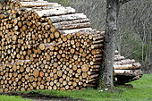 Storage of fir wood bordering forest in Bondeval, Doubs, France