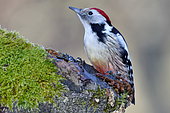 Middle Spotted Woodpecker (Dendrocopos medius) foraging on an old stump, France