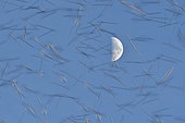 Brambling (Fringilla montifringilla) in flight gathering in dormitory for the night, moon in the background, Delle, Doubs, France