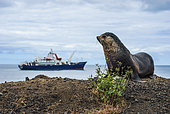 Subantarctic fur seal (Arctocephalus tropicalis) male on the shore and Marion Dufresne in the background, Amsterdam Island, French Southern and Antarctic Lands