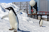 Releasing a balloon equipped with a probe measuring atmospheric ozone on the Dumont d'Urville Antarctic Base. The Dumont d'Urville base was built largely for the study of penguins. It was built in the middle of colonies Adélie penguins. Man and penguins therefore rub shoulders daily. Adélie Land, Antarctica