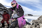 Ornithologists of the ANTAVIA / ECOPHY program capture Adélie penguin chicks in order to implant transponders (digital tagging for life in a subcutaneous flea), before their "flight". Dumont-d'Urville Antarctic Base, Adélie Land, Antarctica