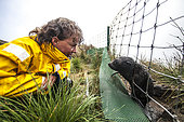 A tourist meets a curious baby Subantarctic fur seal (Arctocephalus tropicalis) in Amsterdam Island. French Southern and Antarctic Lands