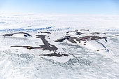 French Antarctic base Dumont d'Urville, in Adelie Land, archipelago of Pointe Géologie, island of Petrels. In normal times, the islands of the archipelago are separated by open water in summer. For 2 years, the pack ice has not broken anymore. Antarctic