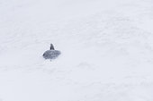 In Antarctica Adelie penguins (Pygoscelis adeliae) can be covered with snow during storms. Dumont d'Urville Antarctic Base, Adélie Land, Antarctica