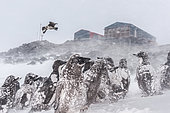 During snow storms, Adélie penguin (Pygoscelis adeliae) chicks, already weakened by lack of food, are even more vulnerable to Skuas predation. Dumont d'Urville Antarctic Base, Adélie Land, Antarctica