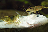 Amano shrimps (Caridina multidentata - ex C. japonica) feeding upon dead Kissing gourami (Helostoma temminkii)