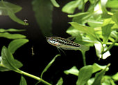 Gourami grogneur nain (Trichopsis pumila) et nourriture vivante (larves de moustique) en aquarium