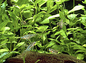 Gouramis grogneurs nains (Trichopsis pumila) et nourriture vivante (larves de moustique) en aquarium