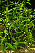 Mermaidweed (Proserpinaca palustris) in aquarium