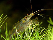 Amano shrimp (Caridina multidentata - ex C. japonica)