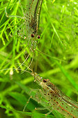 Amano shrimps (Caridina multidentata - ex C. japonica)