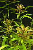 Mermaidweed (Proserpinaca palustris) in aquarium