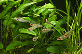 Rummy-nose tetra (Hemigrammus rhodostomus), group in aquarium