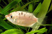 Kissing Gourami (Helostoma temminkii) 'Marble'