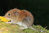 Bank vole (Myodes glareolus) juvenile eating a fruit