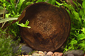 Northern trout gudgeon (Mogurnda mogurnda) laying in coconut shell
