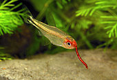 Rummy-nose tetra (Hemigrammus rhodostomus) eating a Bloodworm
