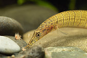 Zebra spiny eel (Macrognathus zebrinus) eating artemias in aquarium
