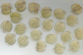 Royal Farlowella (Sturisomatichthys aureus) eggs after 60 h of incubation