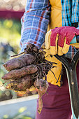 Harvest sweet potato. Man holding freshly harvested sweet potato tubers.