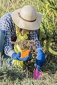 Woman planting a perennial ground cover in the cold season. Planting an ivy 'Dyinni'
