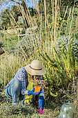 Woman planting a perennial ground cover in the cold season. Planting an ivy 'Dyinni'
