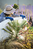 Woman protecting a Mediterranean palm tree (Chamaerops humilis) with a veil called P17. Protection of a fragile plant with a forcing veil