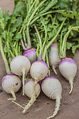 Turnips 'Blanc globe à collet violet' freshly harvested.