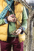 Winter size of dead or dried branches of a peach / nectarine