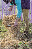 Mulching a young hedge in winter. Man mulching the foot of a hedge at the end of winter