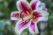 Oriental Lily 'Lavon', nicknamed "shrub lily" because of its large vegetation.