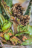 Aloe gall caused by a mite (Eriophyes aloinis), also called "cancer of the aloe"