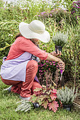 Plantation of white callune in bloom in late summer. Woman planting a summer heather (Calluna vulgaris) 'Verenka'.
