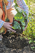 Planting a rhubarb (Rheum rhabarbarum)