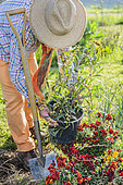 Man planting a Sydney golden wattle (Acacia longifolia)