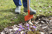 Repeat the edges of the lawn with an edging. The grass is cut with a special spade called edger. This gives a clear outline of the lawn around the beds.