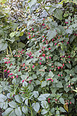 Mulberry-raspberry (Rubus x) 'Tayberry' in fruit in summer, Lot, France