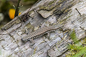 Common wall lizard (Podarcis muralis) with cut tail, summer, Lot, France