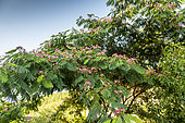 Silk tree (Albizia sp) flowers, summer, Lot, France
